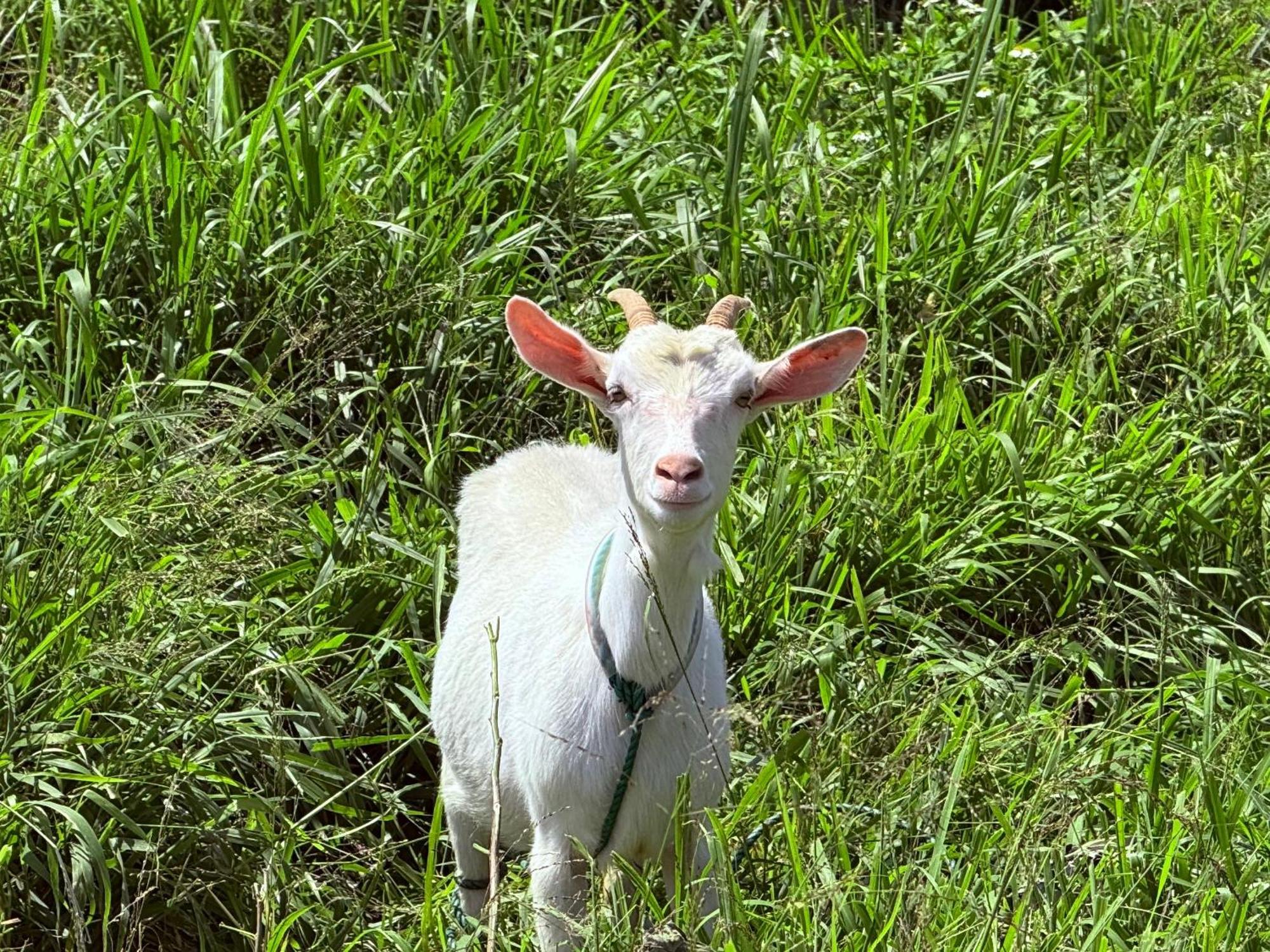 星降る夜と天然木の香りに包まれる新築癒しの隠れ家ishigaki Villa En えん エクステリア 写真